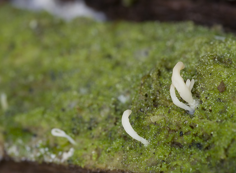 Multiclavula mucida